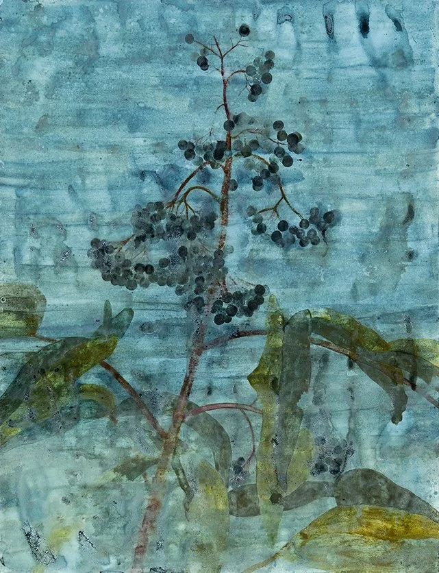 Blue Elderberry bush, c̓kʷəkʷiɬp, “little sour fruit bush”, (Sambucus caerulea). Ink and paint made with blue elderberry, saddened blue elderberry, alizarin, Sitka alder, goldenrod, and scouler’s willow on paper. Materials collected at Monument Creek