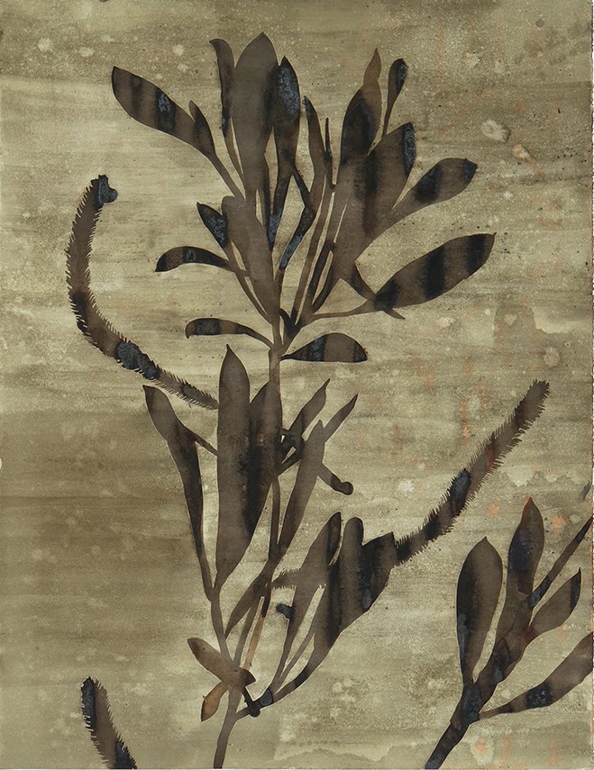 Scouler’s Willow, pax̌ʷpəx̌ʷɬp, “spread out plant”, (Salix scouleriana). Ink made from Scouler's willow and saddened goldenrod ink on paper. Materials collected at Monument Creek Wildfire (clearcut R14738) on Sn̓ʕay̓ckstx/Sinixt Territory.
50" x 38",