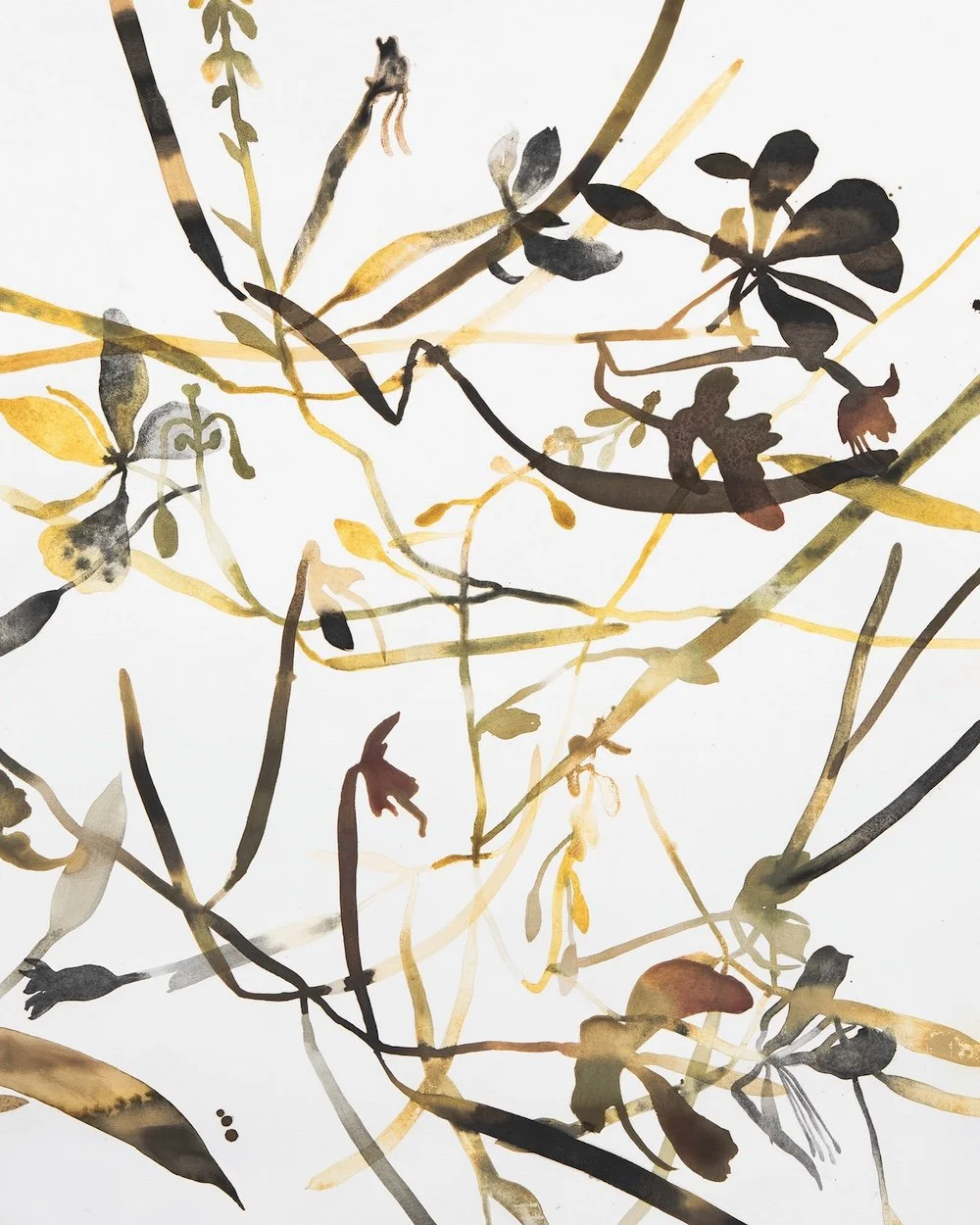 wildflower/wildfire atlas