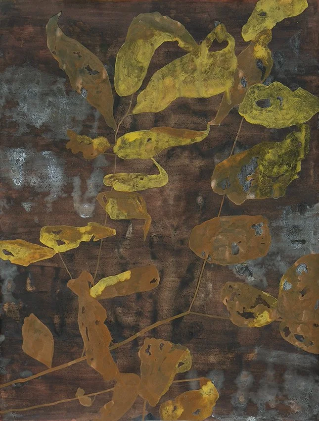 Hooker’s Fairybells, lw̓w̓liwl̓, “little bells”, (Prosartes hookeri). Ink and paint made from goldenrod, charcoal, Sitka alder, carbonized soil, fireweed, alizarin, blue elderberry, and ochre rich soil on paper. Materials collected at Monument Creek 