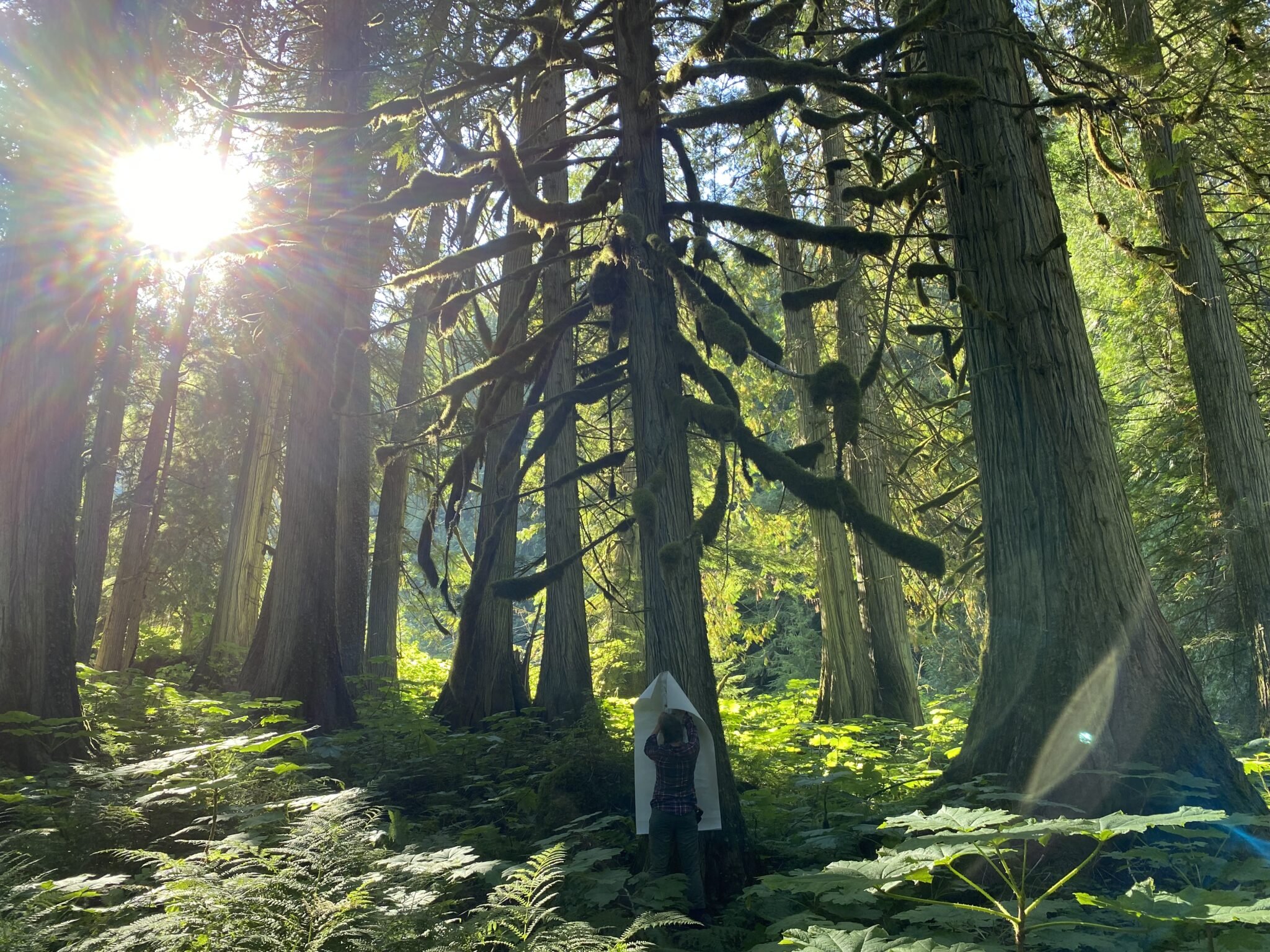 A person in a checkered shirt and white hat standing among tall trees with moss-covered branches in a lush forest, sunlight filtering through the trees.
