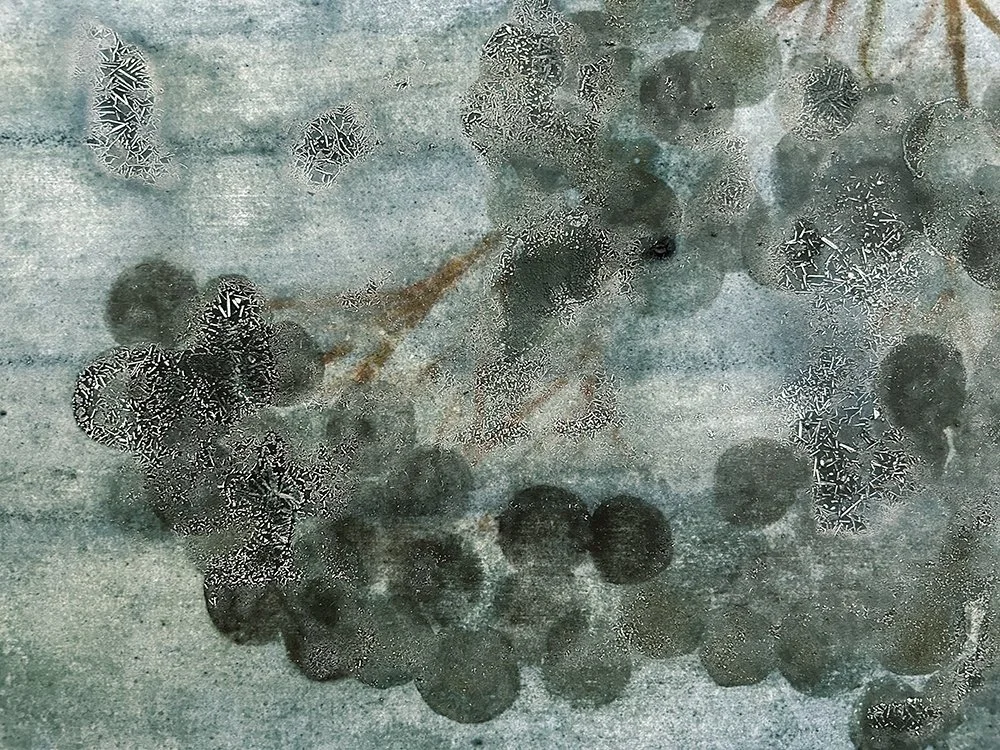 Blue Elderberry bush, c̓kʷəkʷiɬp, “little sour fruit bush”, (Sambucus caerulea). Detail