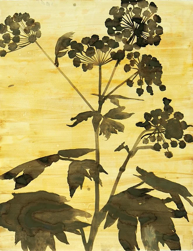 Cow Parsnip/Hercules’s Healer, ynixʷ, (Heracleum lanatum). Ink made with fireweed and saddened goldenrod on paper. Materials collected at Monument Creek Wildfire (clearcut R14738) on Sn̓ʕay̓ckstx/ Sinixt Territory.
50" x 38", 2026
