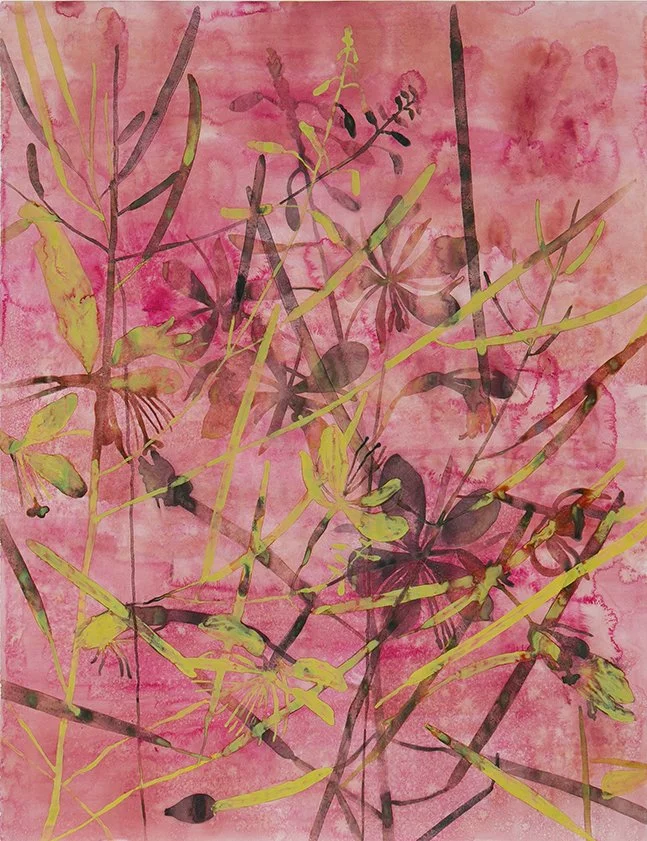 
Fireweed, ɬəɬqmiɬp / ɬəɬqiɬəml̓x, (Epilobium angustofilium). Ink and paint made from magenta, fireweed, charcoal, carbonized soil, ochre rich soil, and saddened goldenrod on paper. Materials collected at Monument Creek Wildfire (clearcut R14738) on 