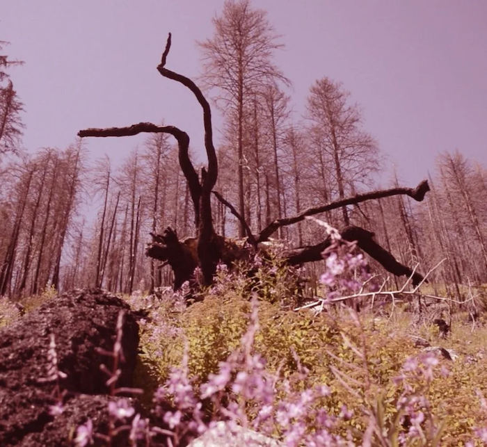 monument creek wildfire (cut block number R14738)