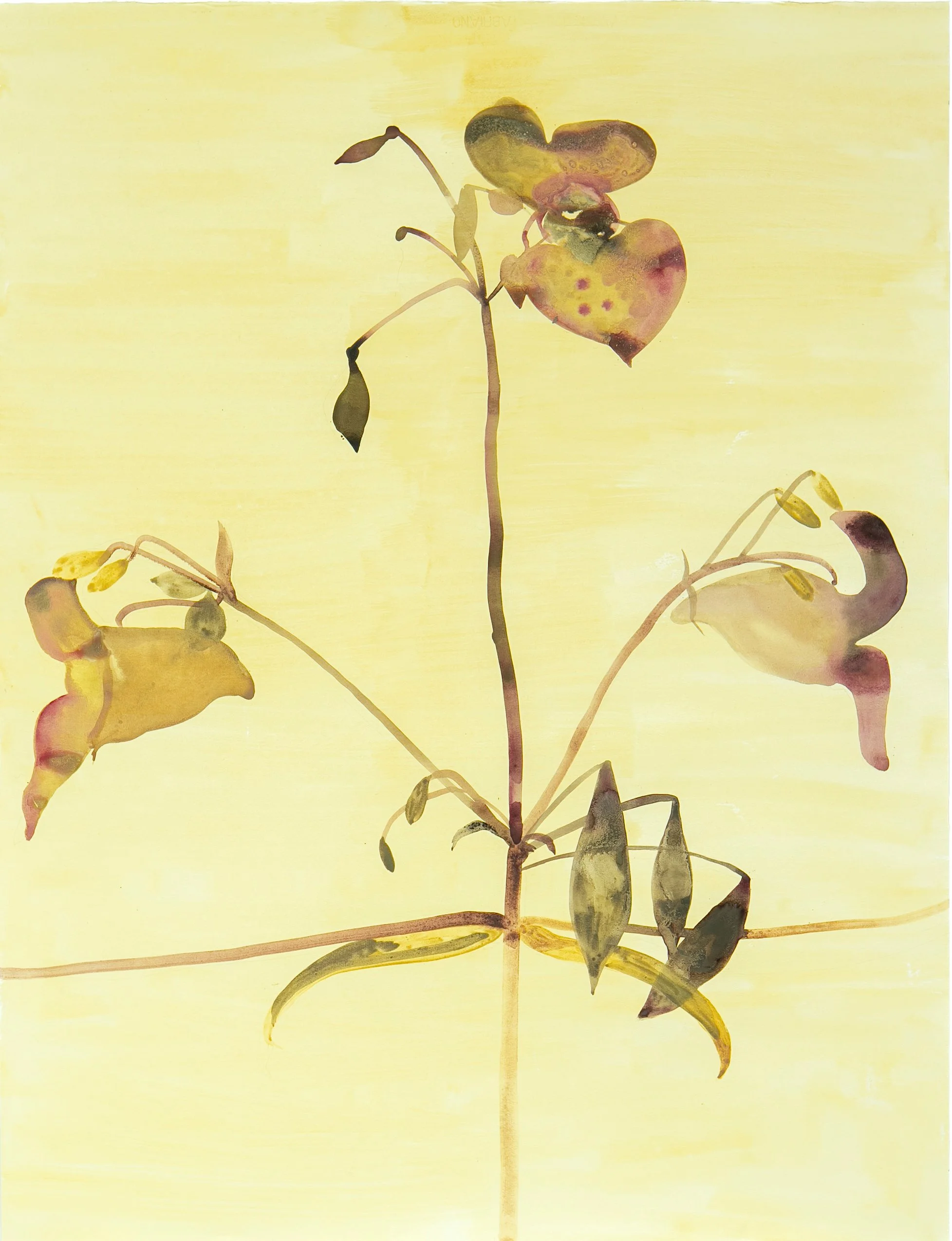 Himalayan Balsam/Ornamental Jewelweed/Kiss-me-on-the-mountain, (Impatiens glandulifera). Invasive Alien Species of Union concern list (since 2017). Ink and paint made from tansy, fireweed, Sitka alder, saddened Sitka alder, charcoal, carbonized soil,