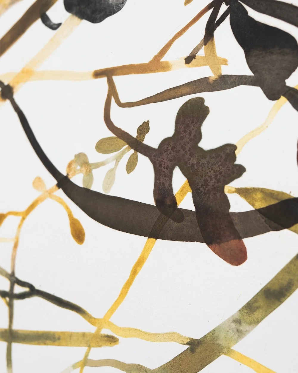 Detail, Fireweed, ɬəɬqmiɬp / ɬəɬqiɬəml̓x, (Epilobium angustofilium)