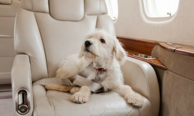 pets-on-jets-privatefly2_670x400.jpg