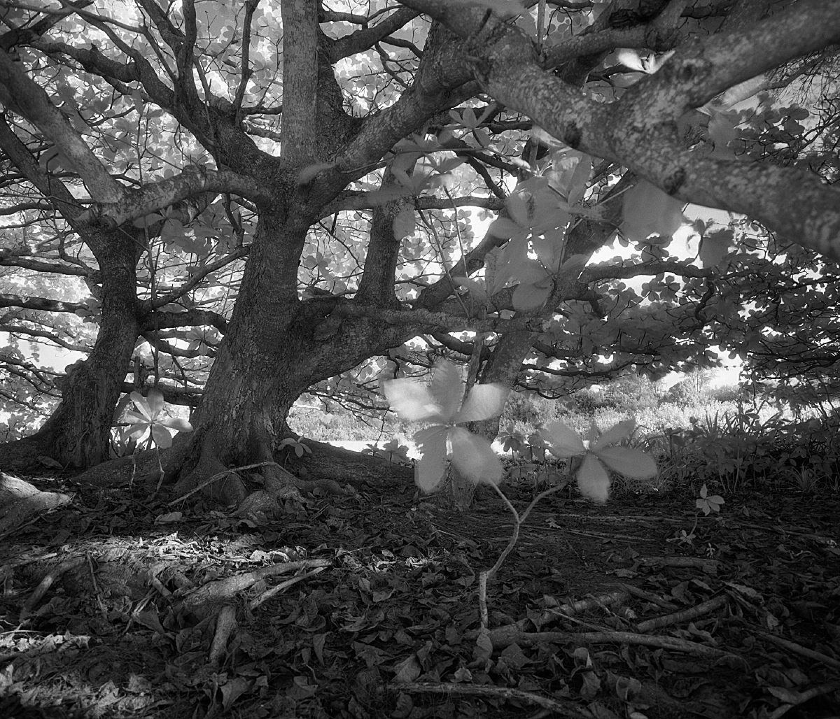 kauai_11_12_2