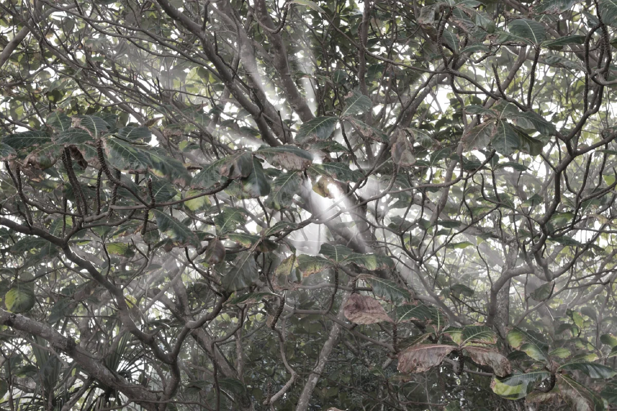 kauai_0135_15_cm