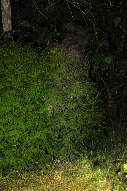 ghost_1200.jpg