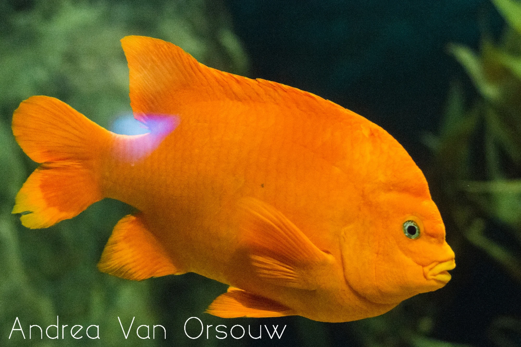orange_fish_mystic_aquarium.jpg