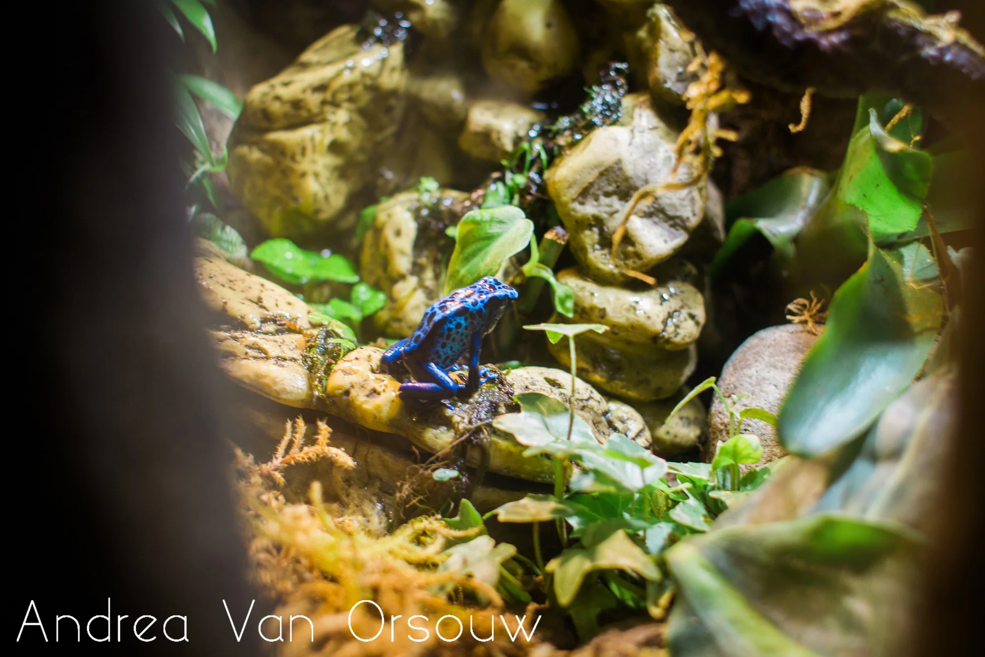 frog_blue_exibit.jpg