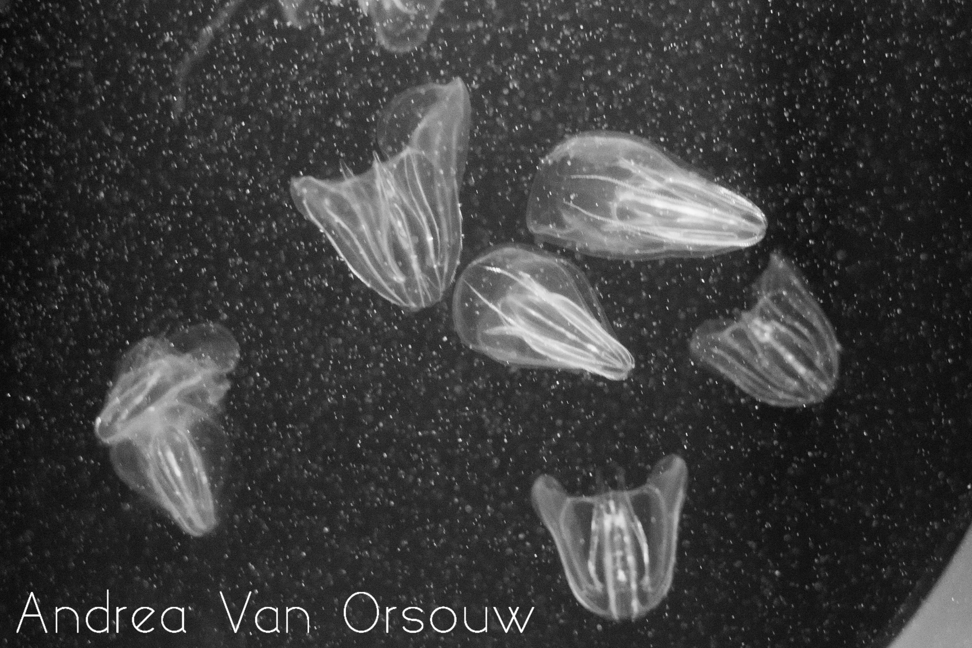 jellyfish_mystic_aquarium.jpg