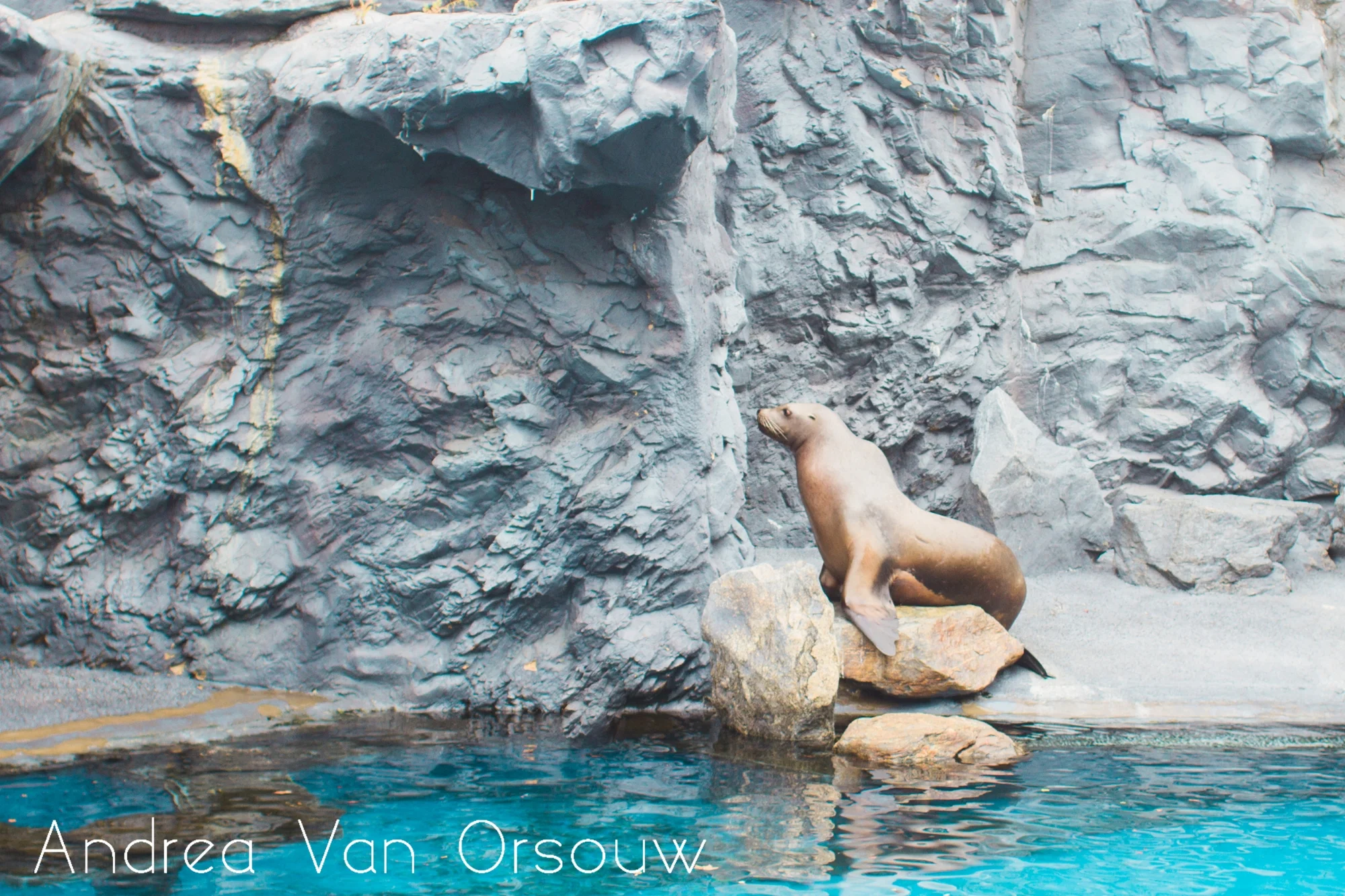 sea_lion_mystic_aquarium.jpg