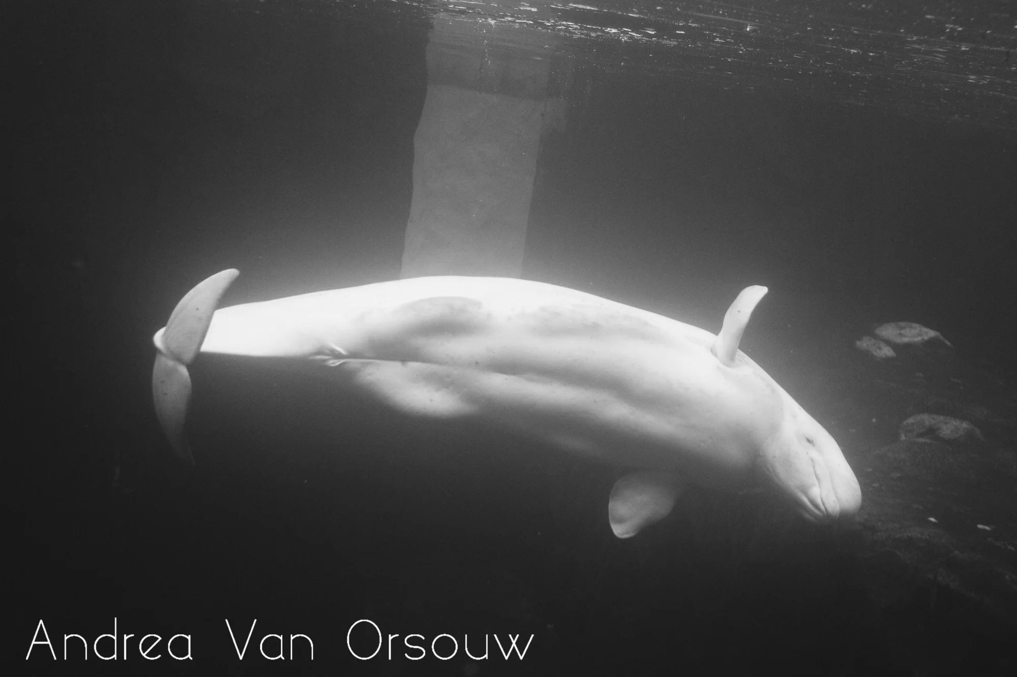 beluga_mystic_aquarium.jpg