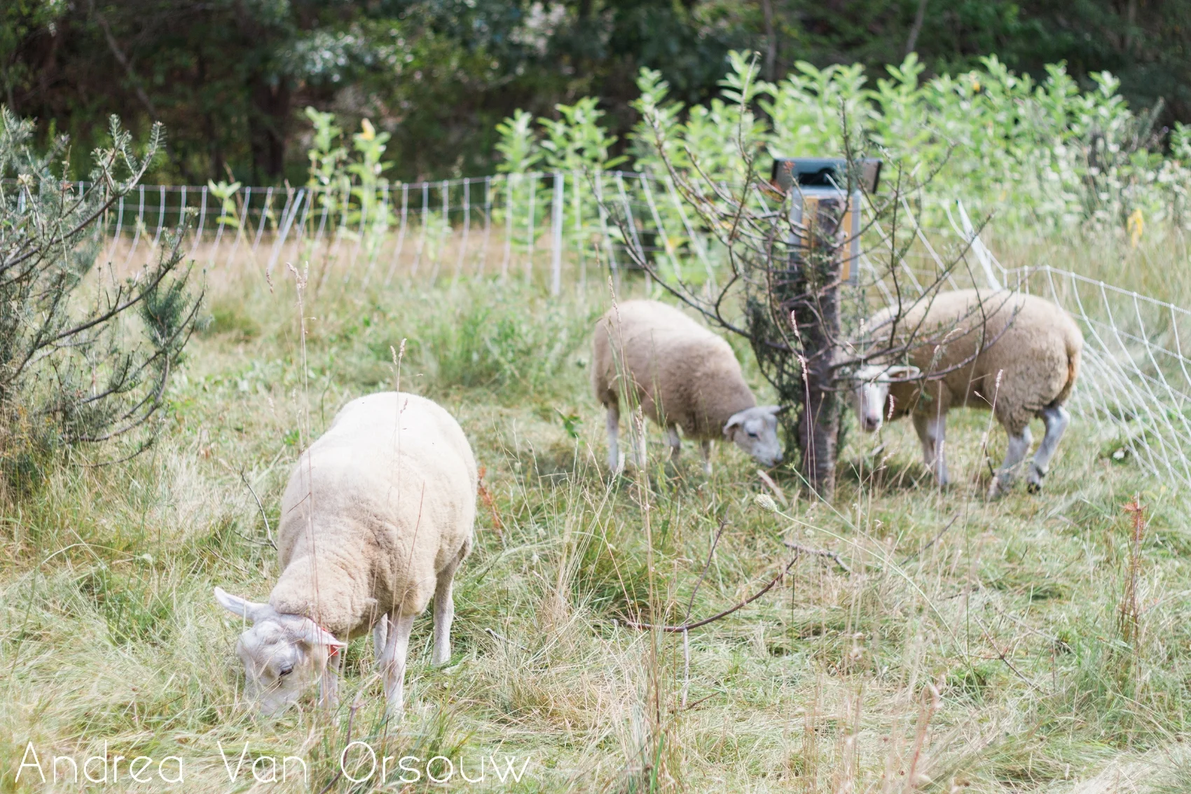 sheep_adventures.jpg