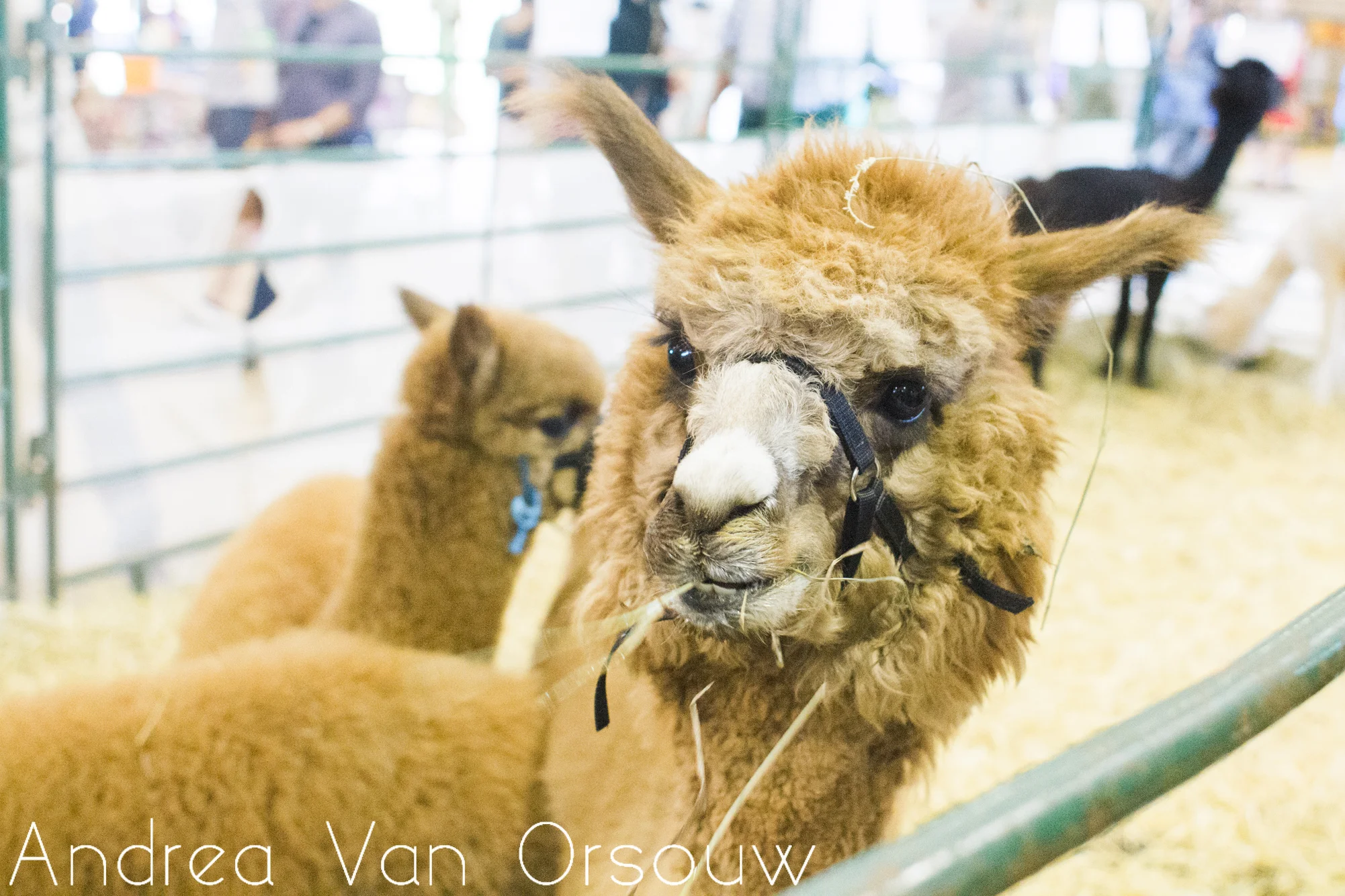 silly_stupid_llama.jpg