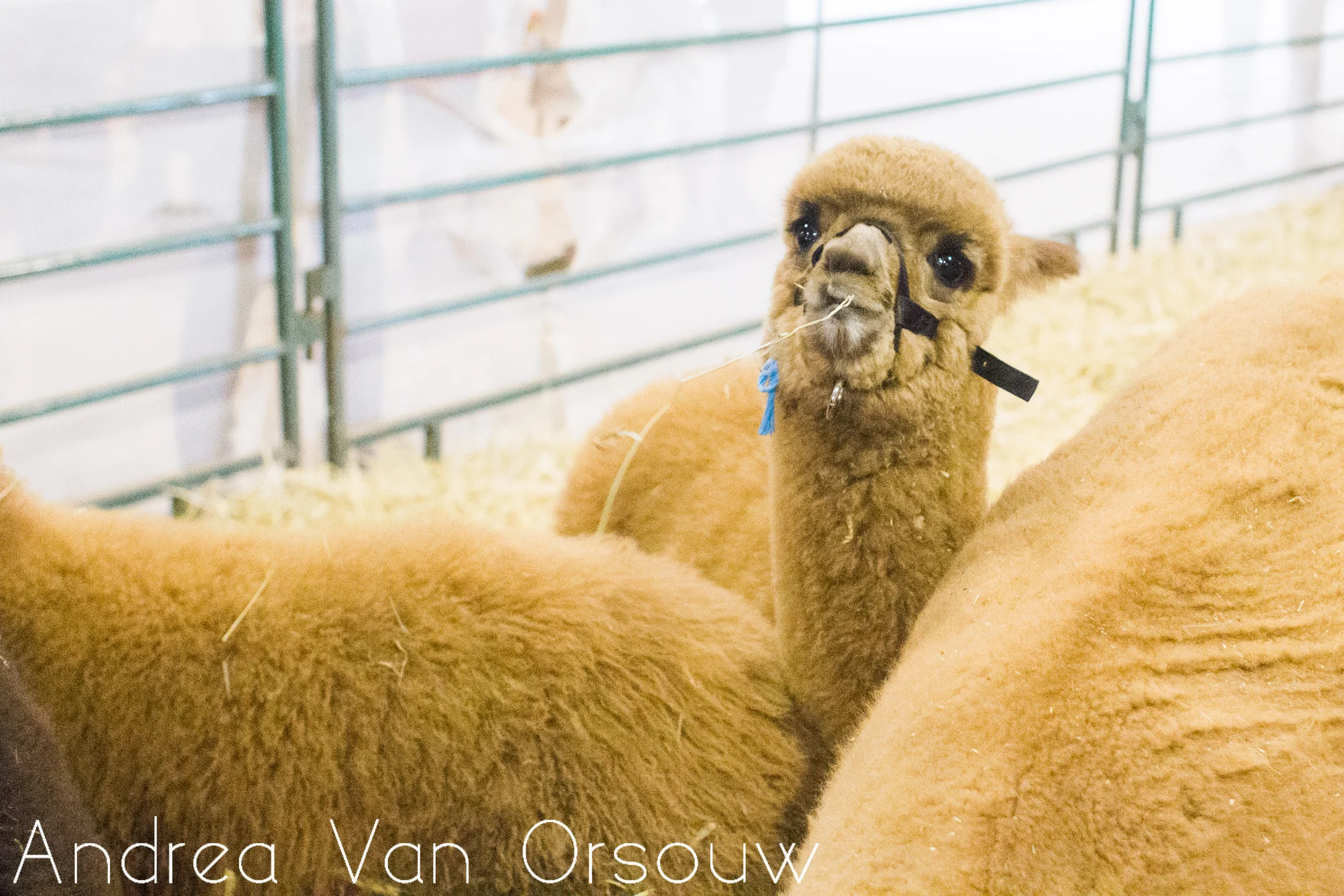 baby_llama_eating.jpg