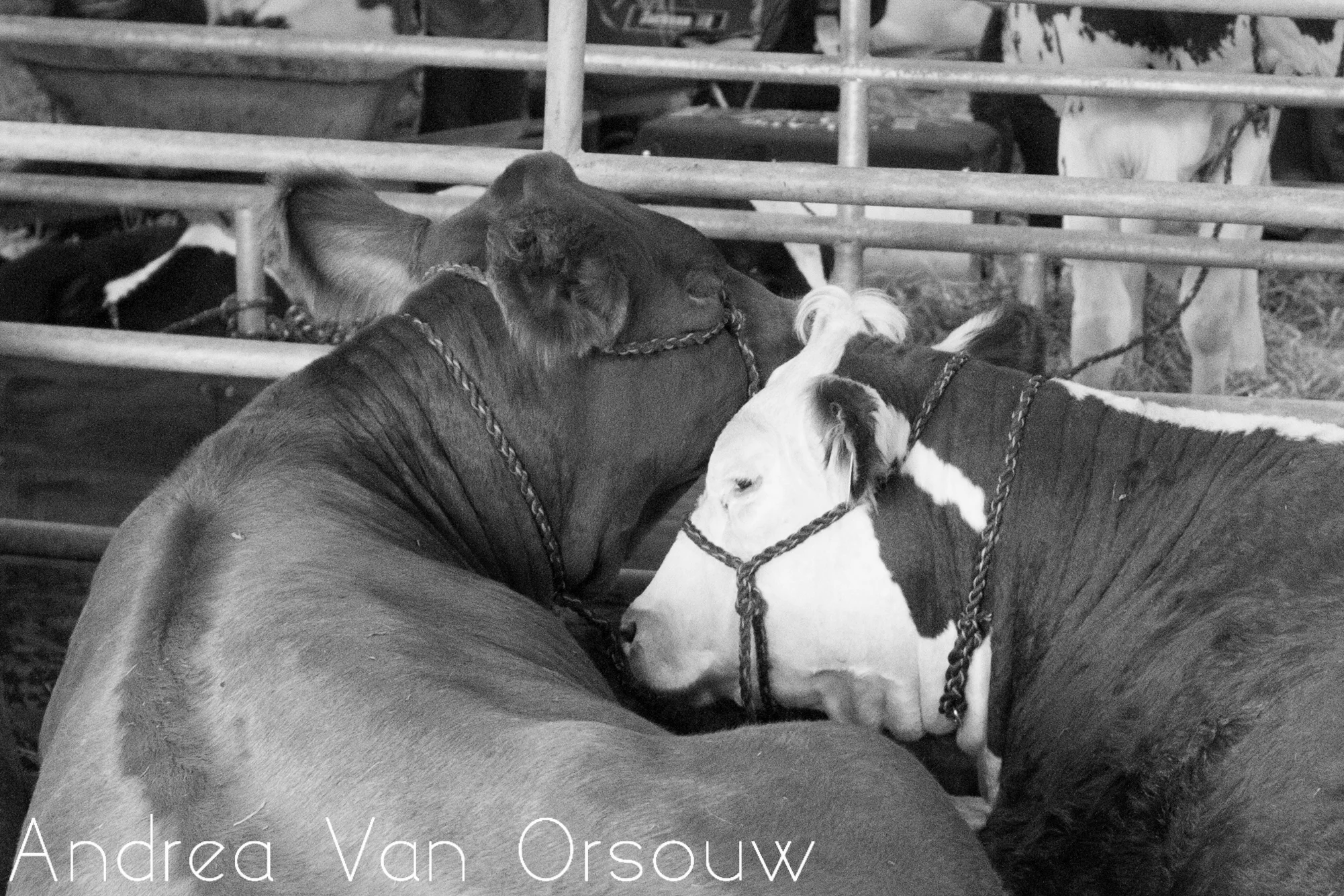 cute_hugging_cows.jpg