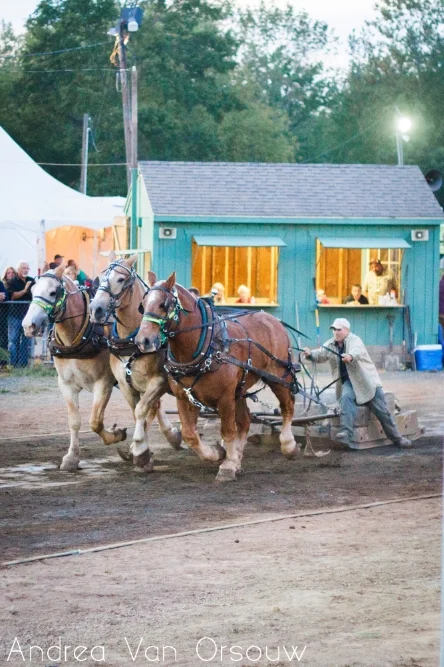 horse_pull.jpg