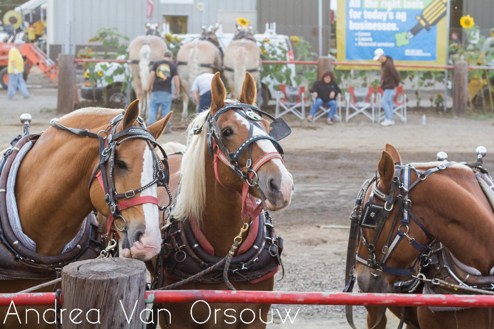 gorgeous_horses_brown.jpg