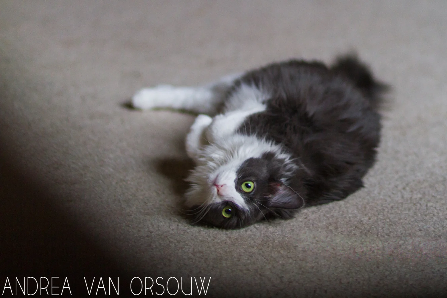silly_green_eyed_black_and_white_cat.jpg