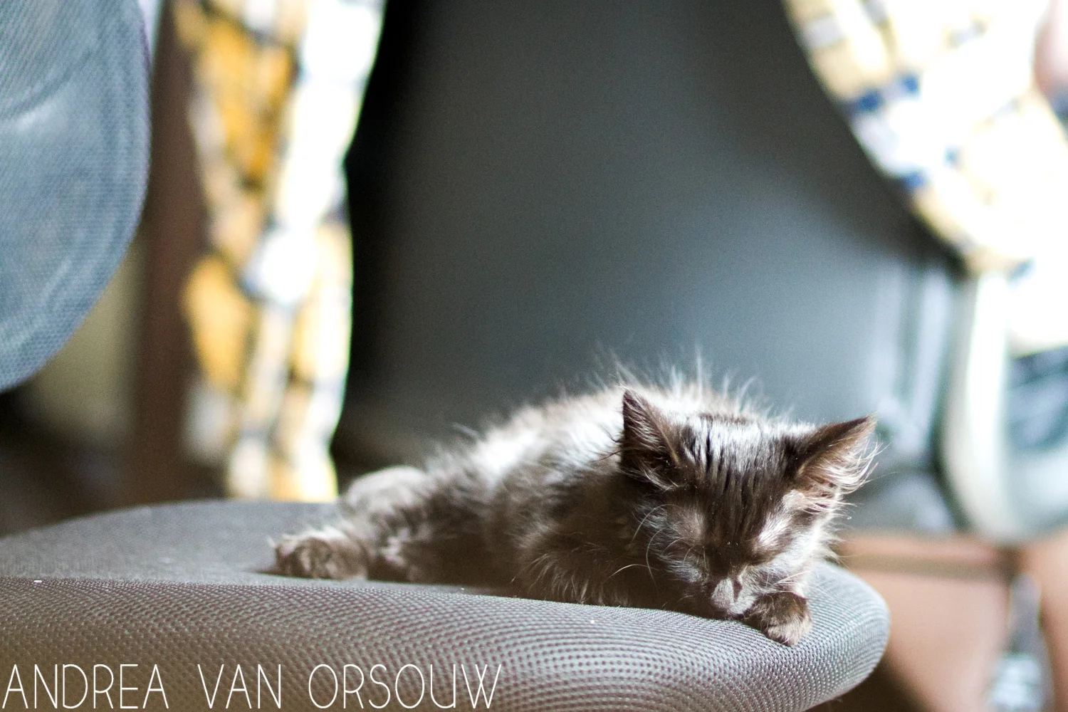 sleeping_black_kitten_on_chair.jpg