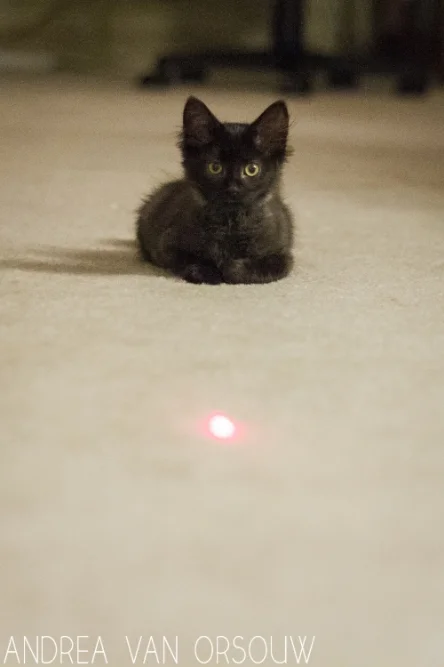 laser_pointer_playing_black_cat.jpg