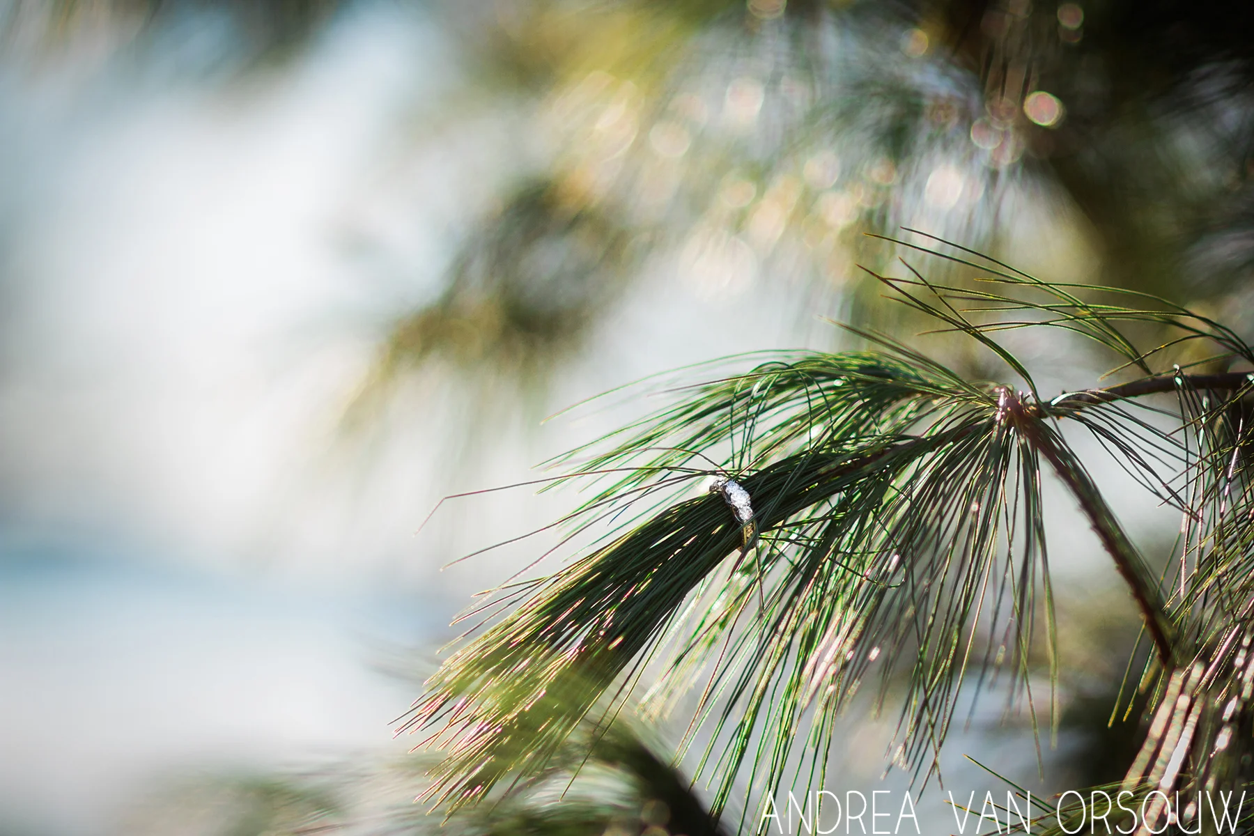 engagement_ring_on_tree_branch_connecticut_photographer.jpg
