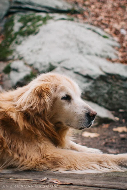 loss_of_pet_dog_elderly_dog_connecticut_photographer_personal.jpg
