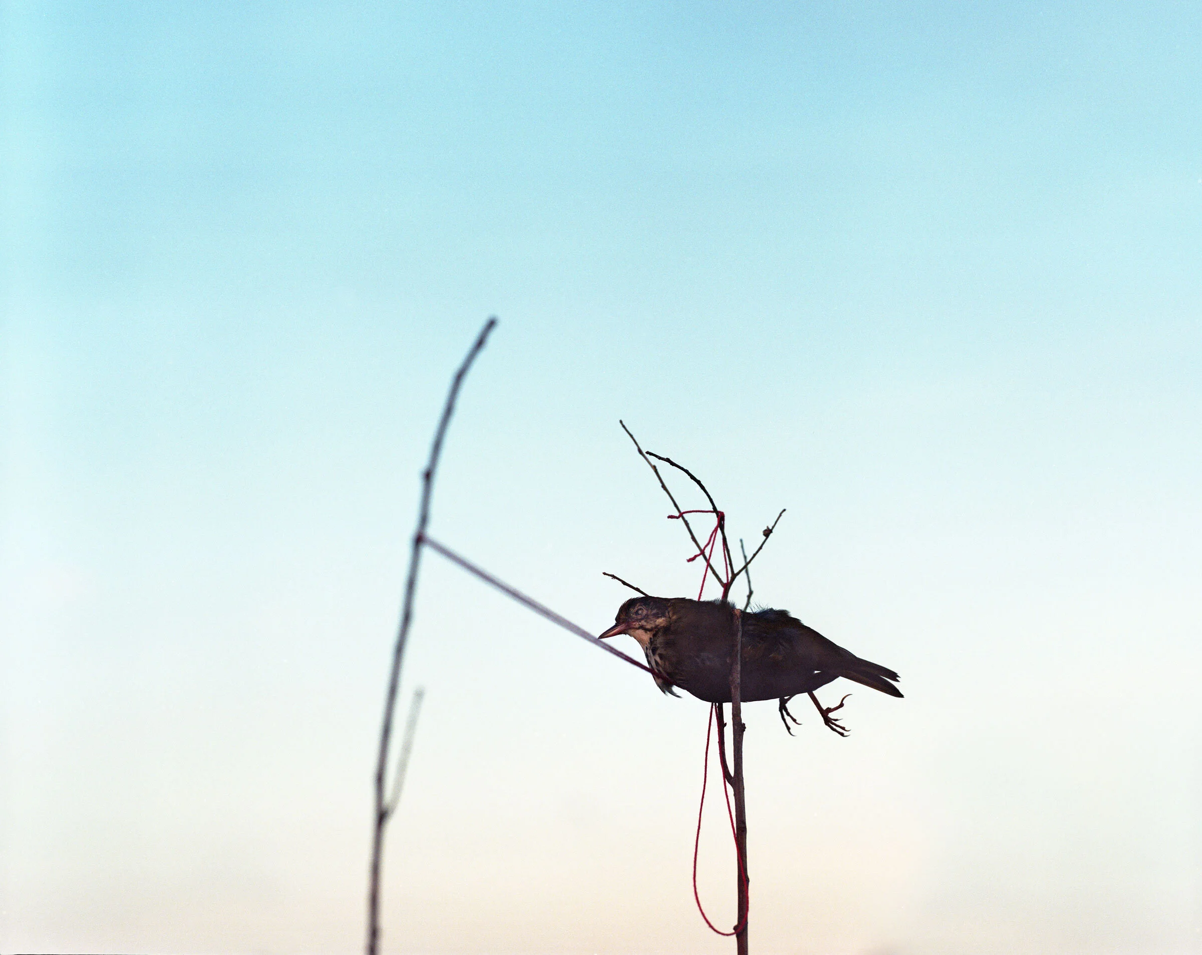 ovenbirdperching.jpg