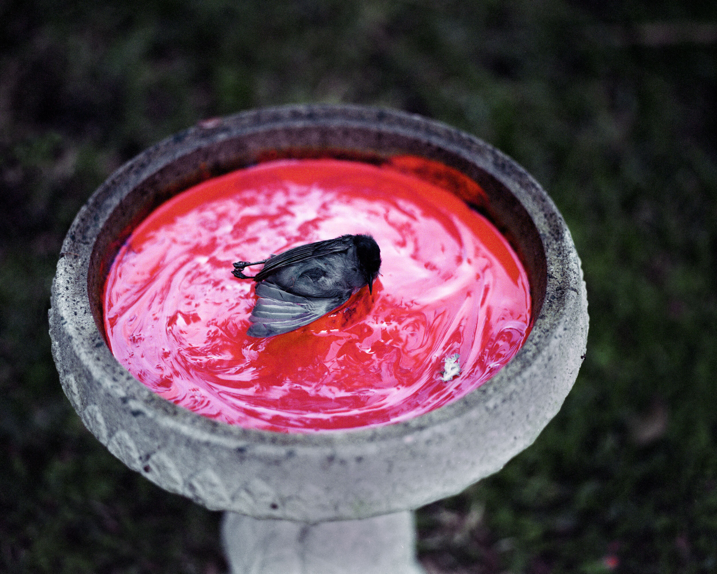 birdbath.jpg