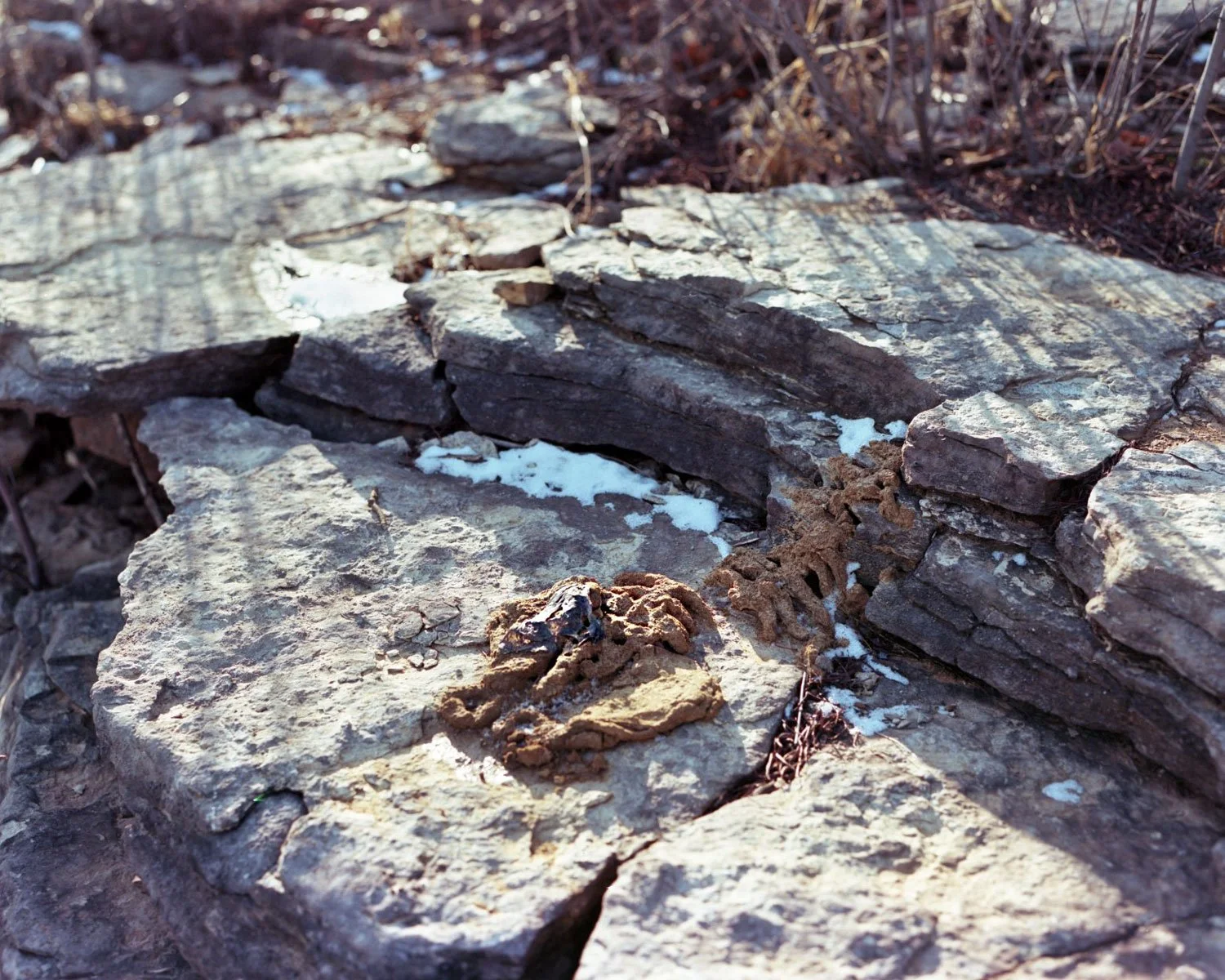 (Second documentation) Pelvis