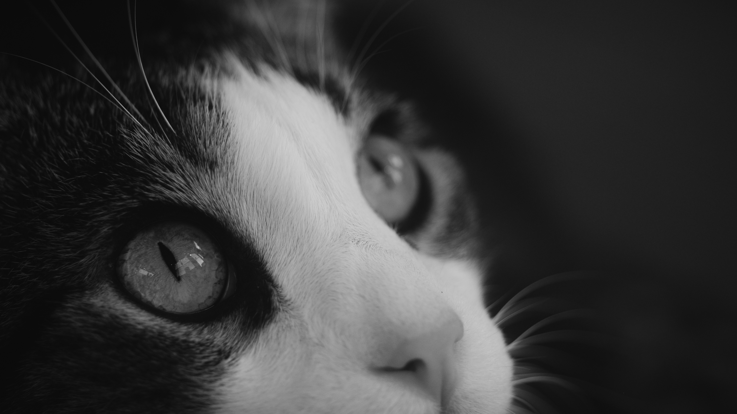  It's not easy to get a macro shot of Merlin. His attention span is short, and he's (very) quick for a fat boy. 