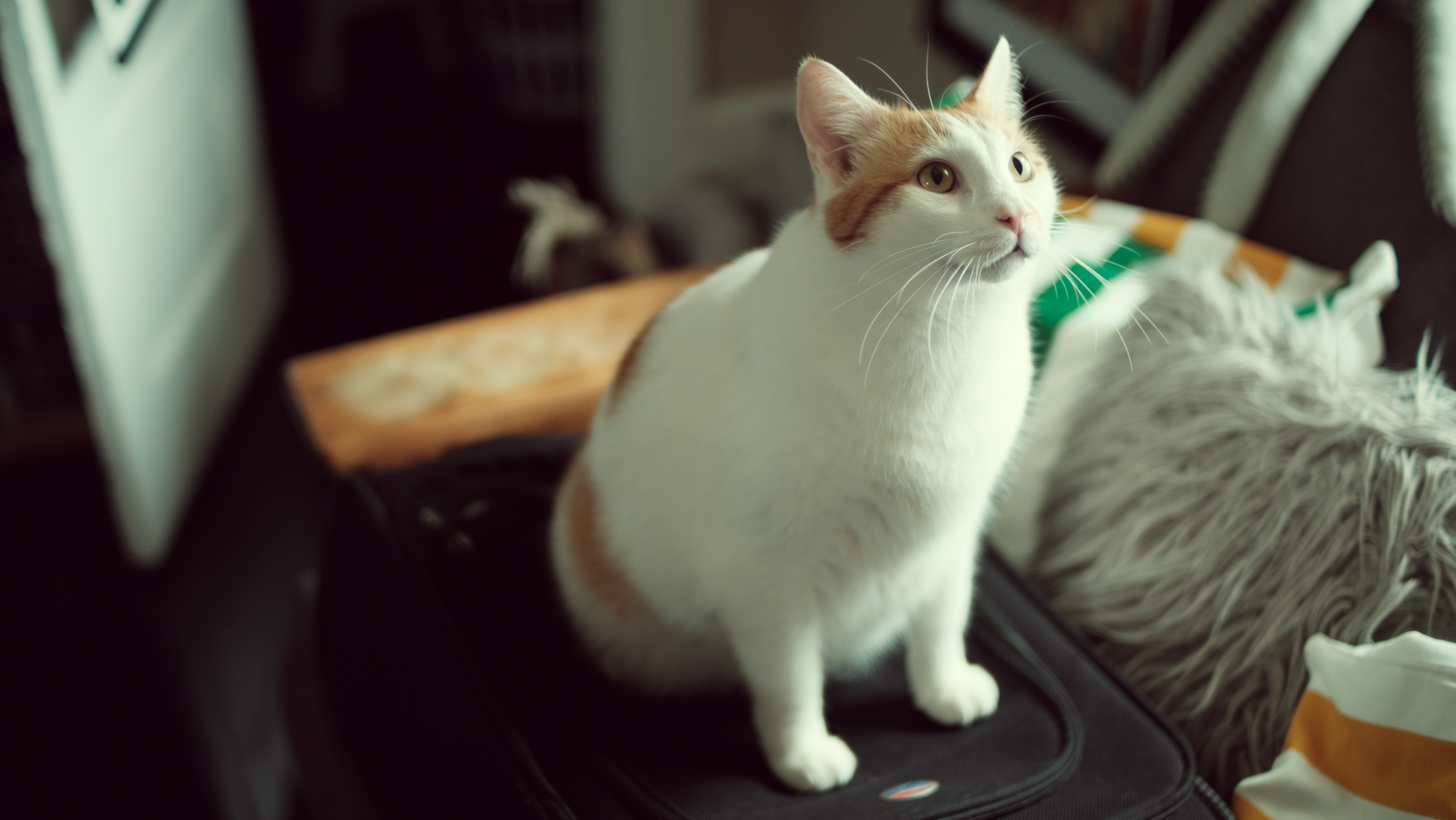  Conferencing for a few days, and Frodo is helping me pack. 