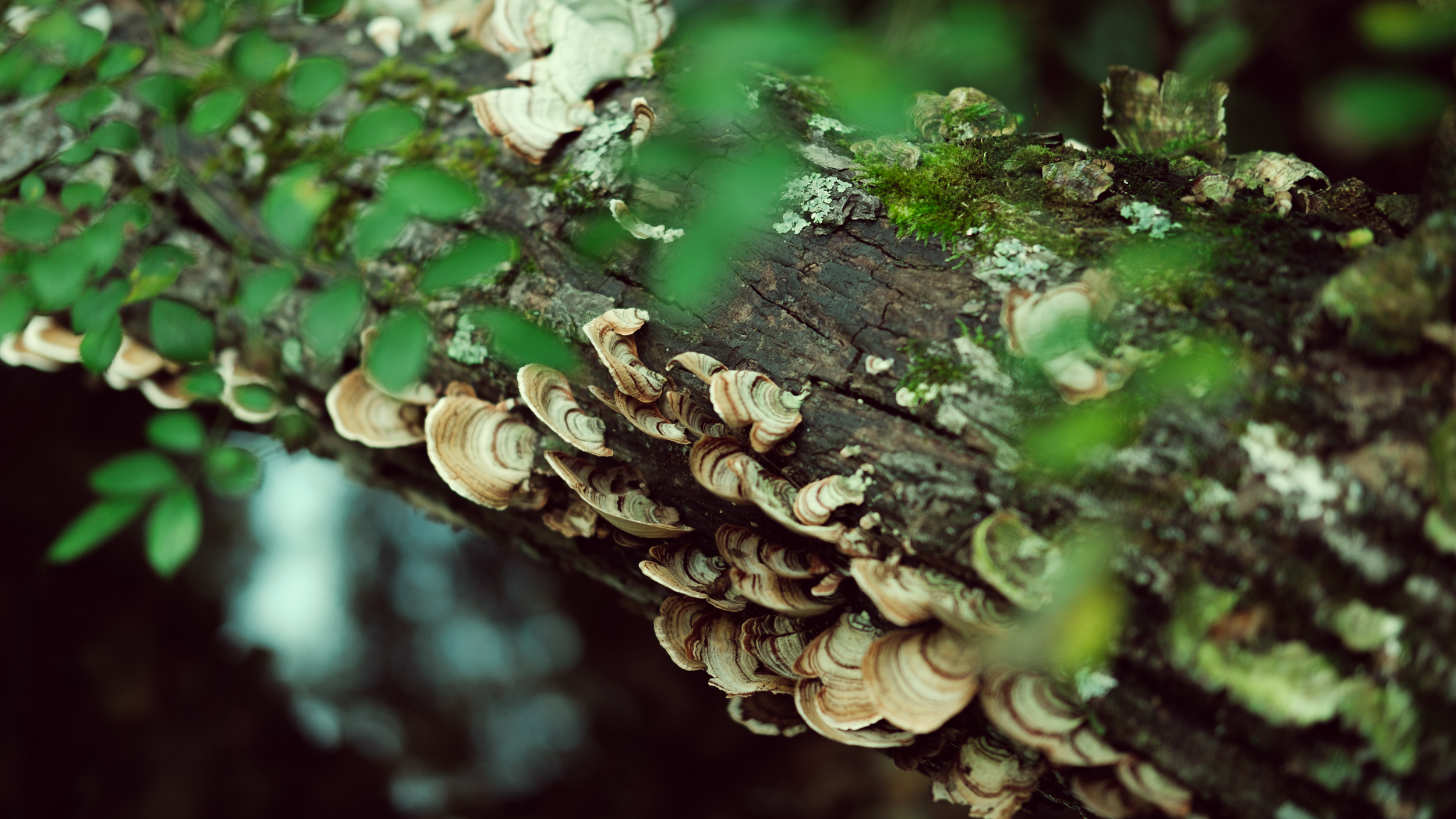  From our quick Sunday trip to Brown County State Park and Nashville (IN). If you don't already know this about me, I have what many people would likely consider an odd obsession with fungus. These lovely turkey tails covered a tree that fell over a 