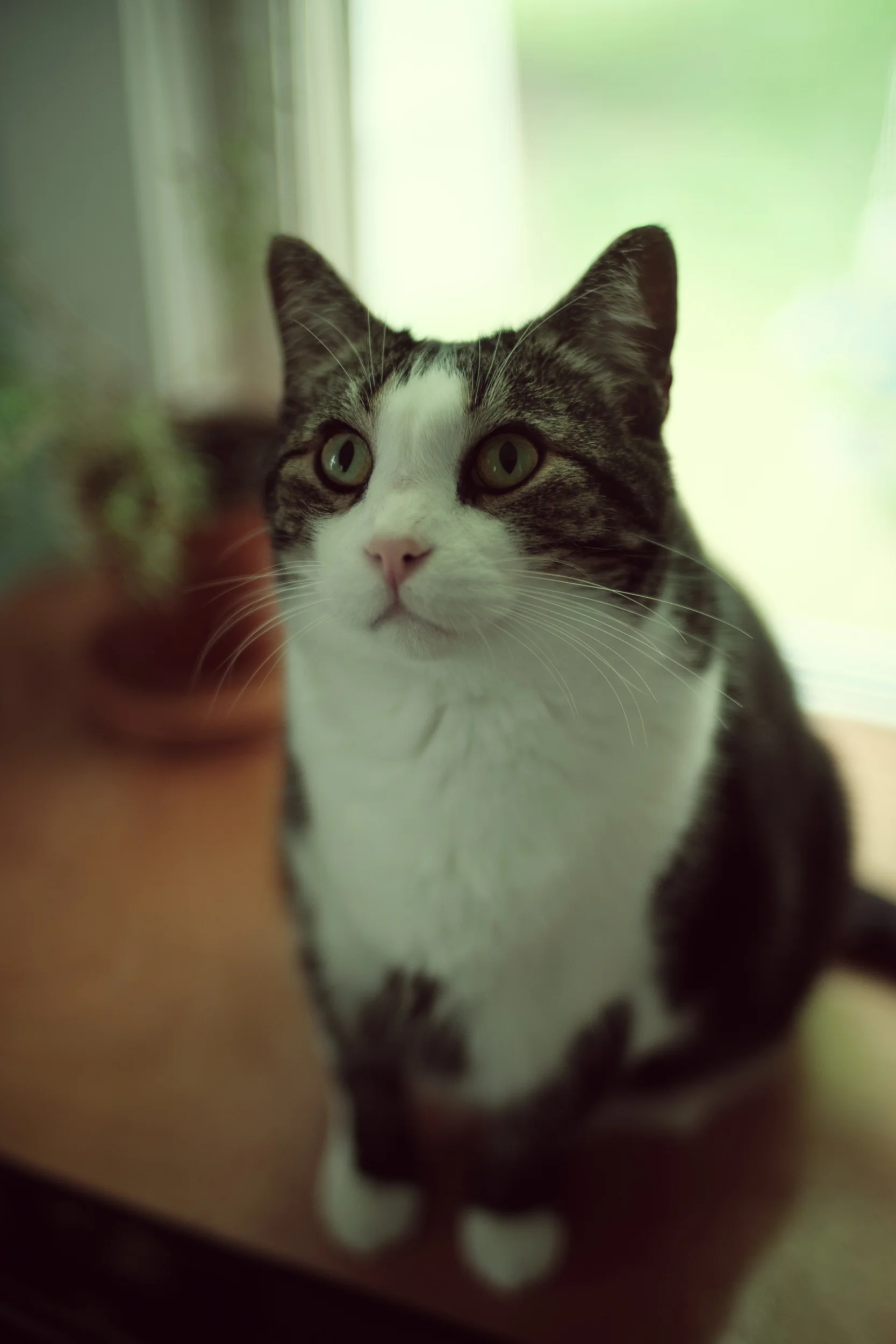  Merlin portraits forever. 