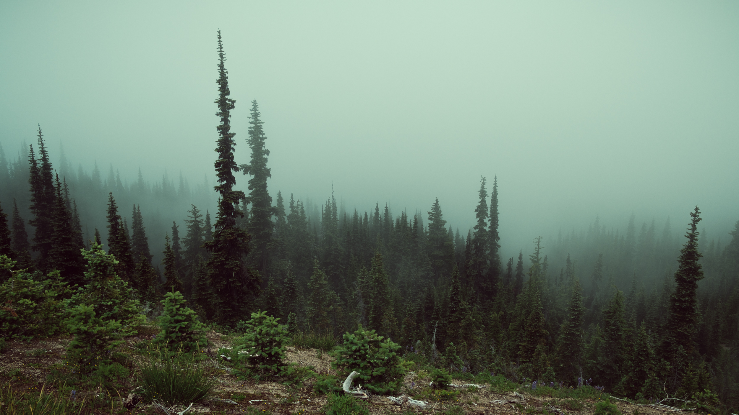  The average view on Hurricane Ridge, looking down into the valley opposite the last photo. 