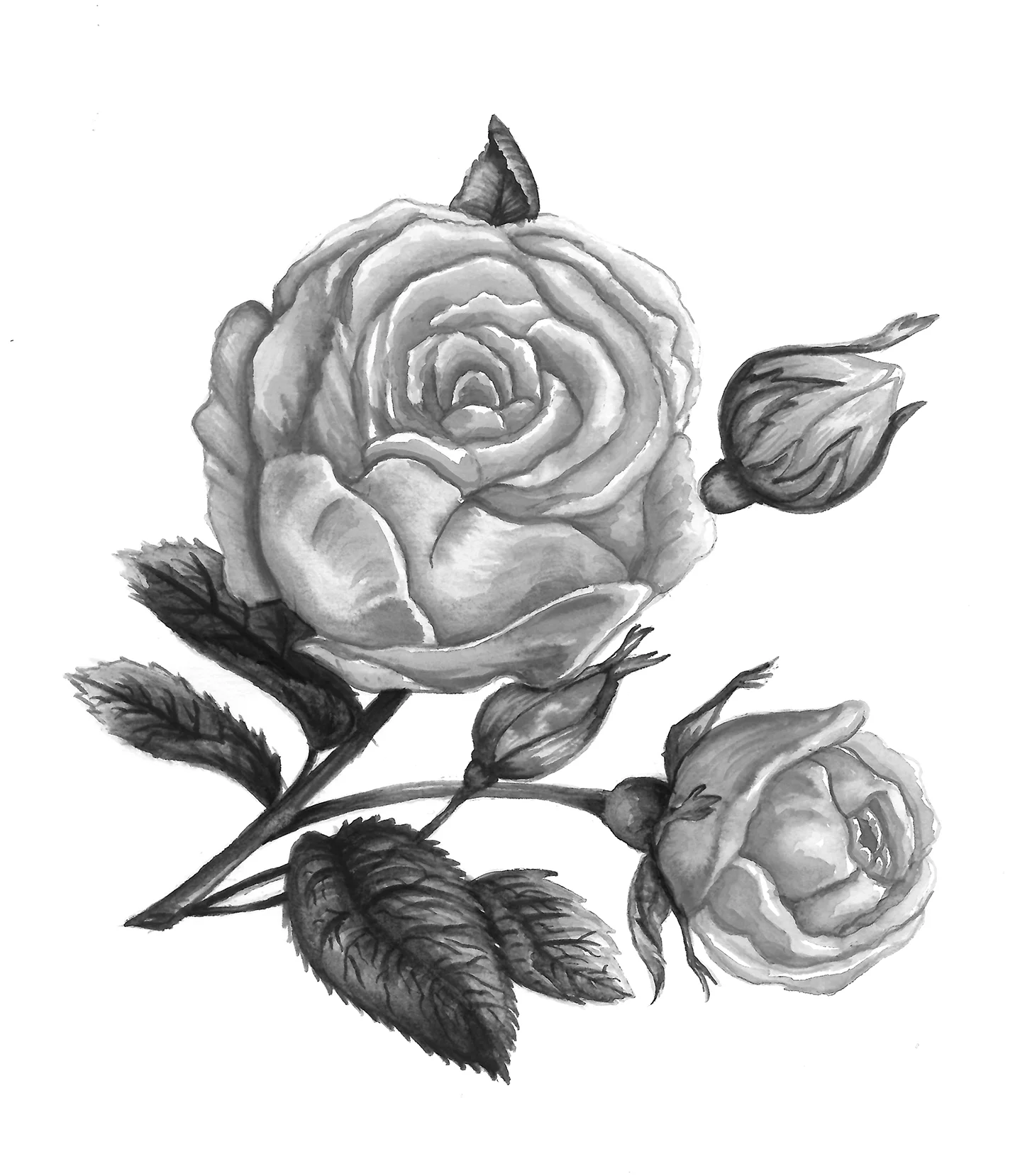 rosa1.jpg