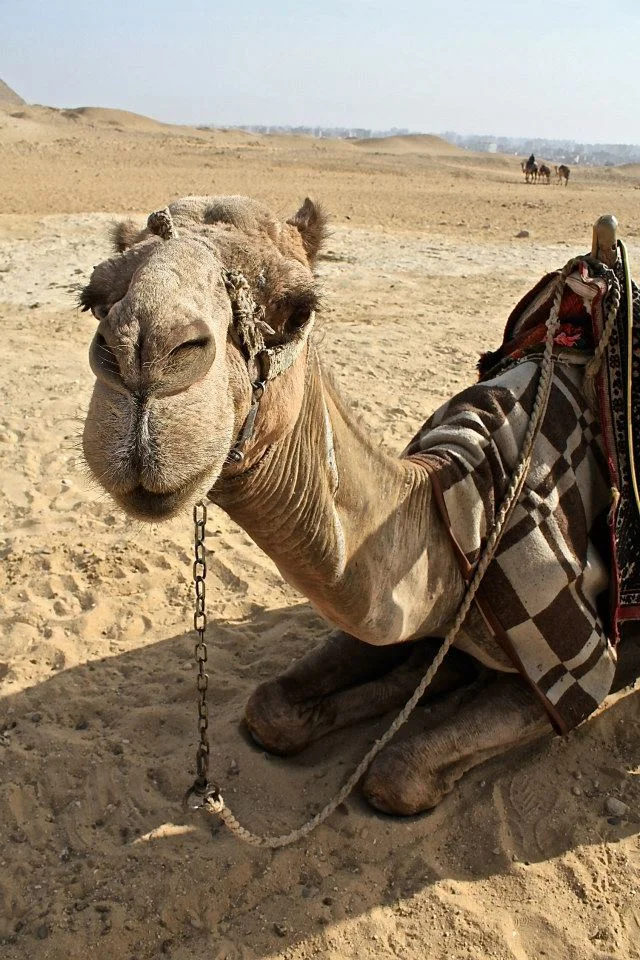 Giza, Egypt.