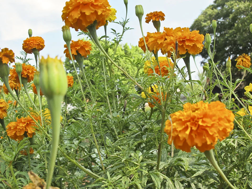 community garden-1523.jpg