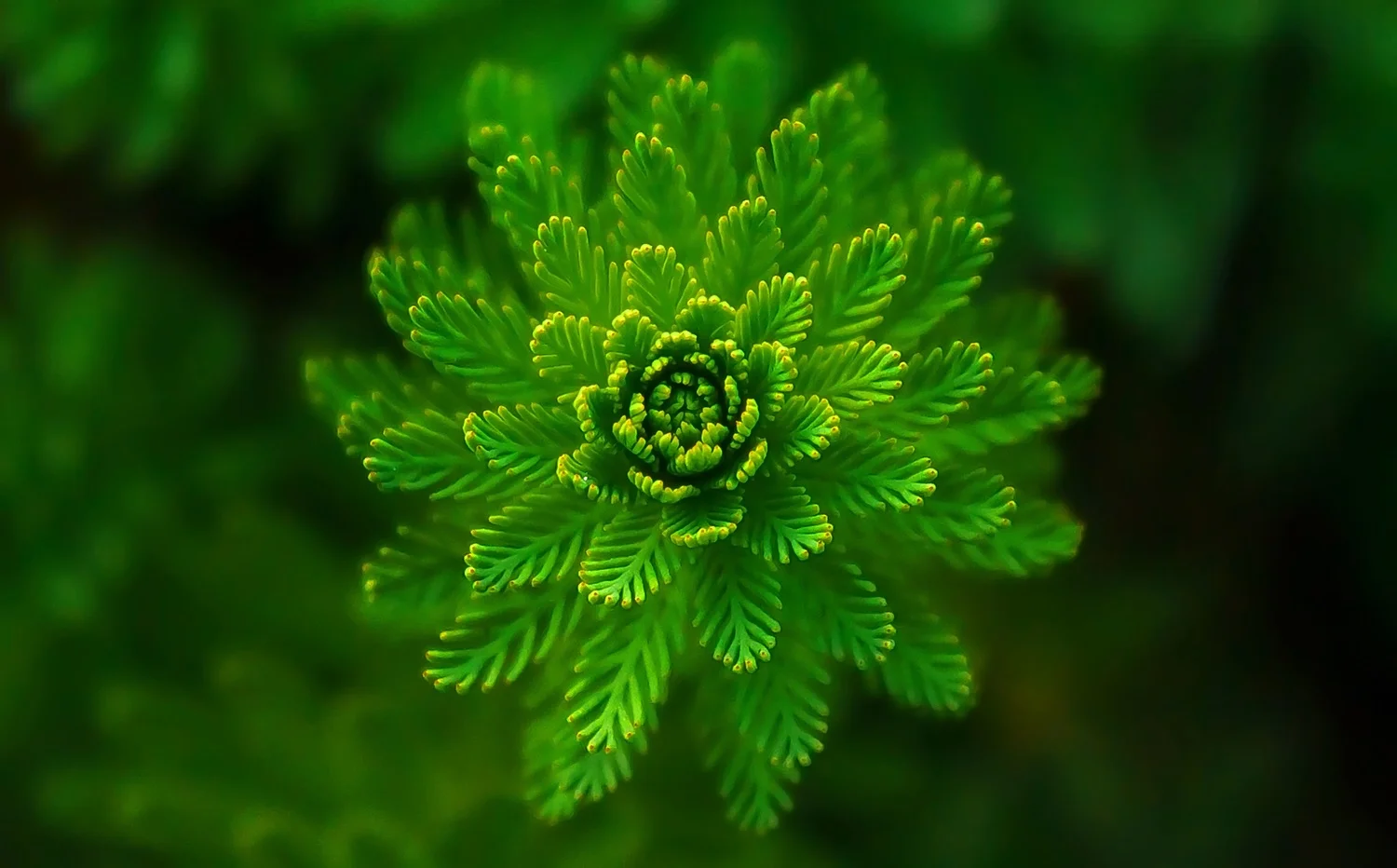 water-plant-green-fine-layers.jpg