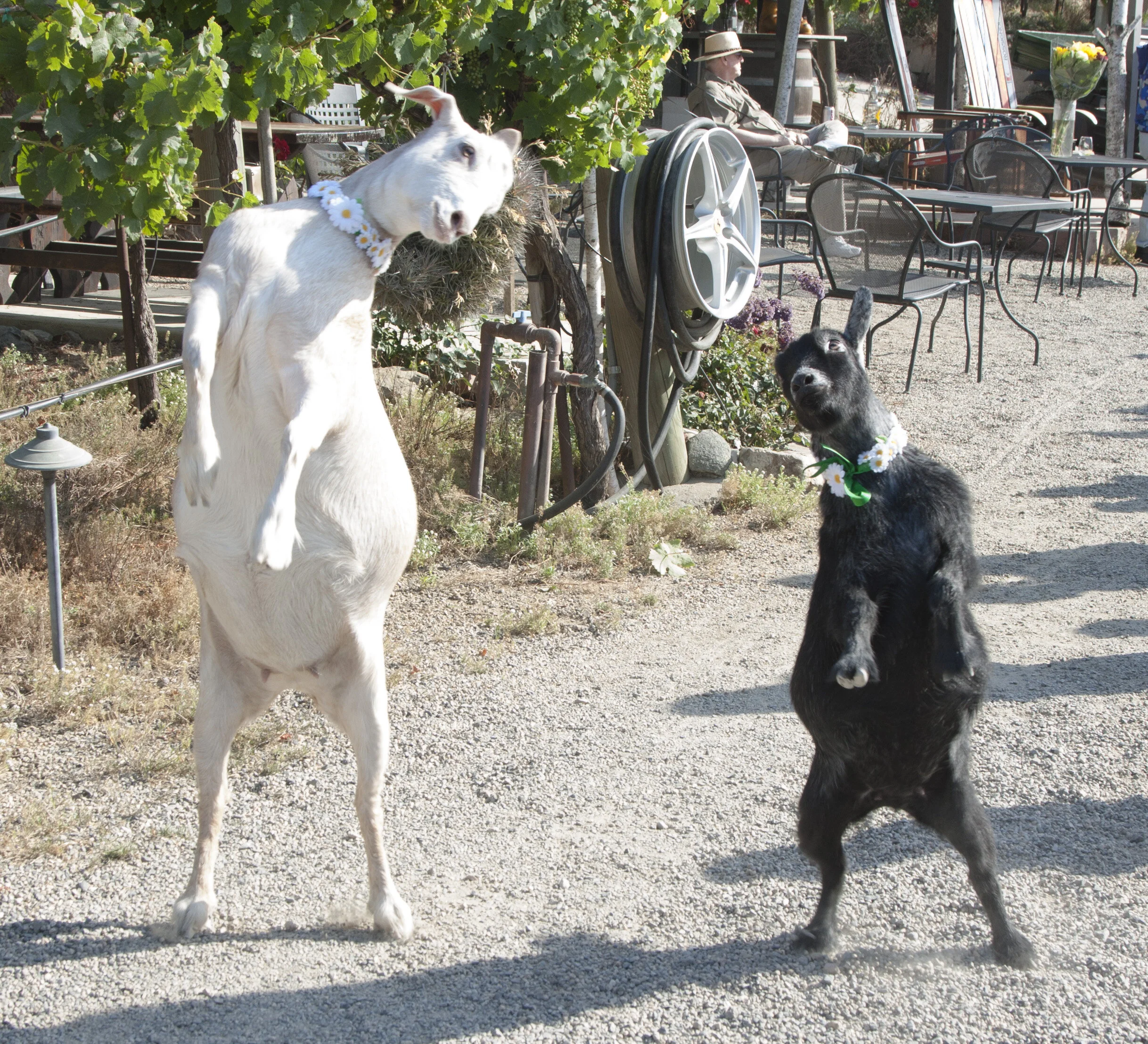 Lunch with the Wine Goats — Newport Beach Vineyards & Winery