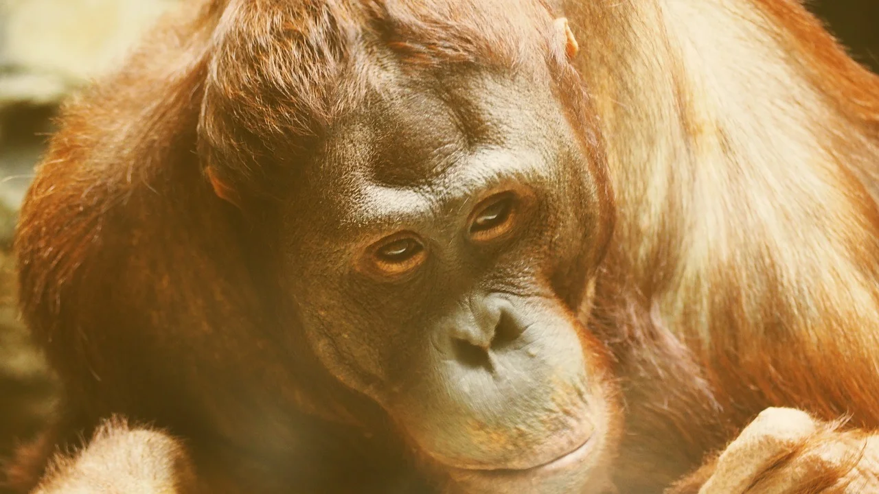 orangutan-1421781_1280.jpg