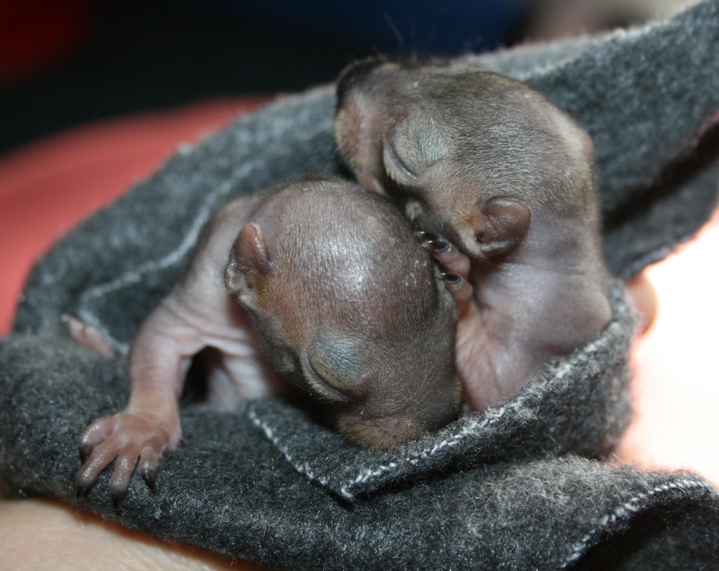 baby squirrels