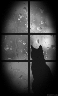 cat.gif