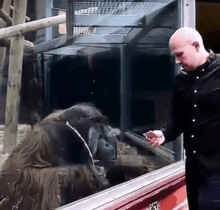 monkeymagic.gif
