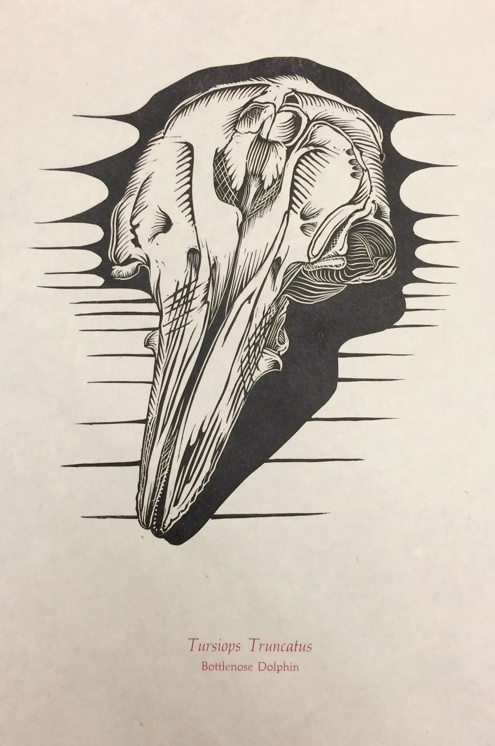 Tursiops Truncatus - Bottlenose Dolphin