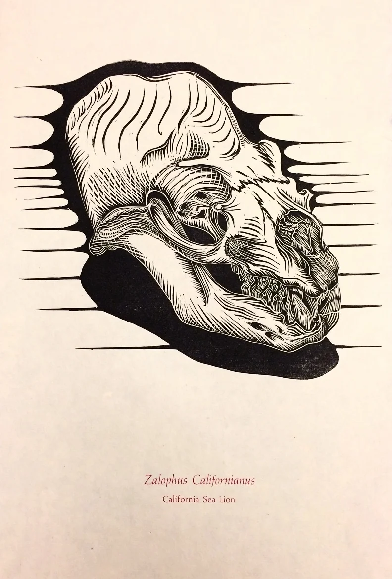 Zalophus Californianus - California Sea Lion